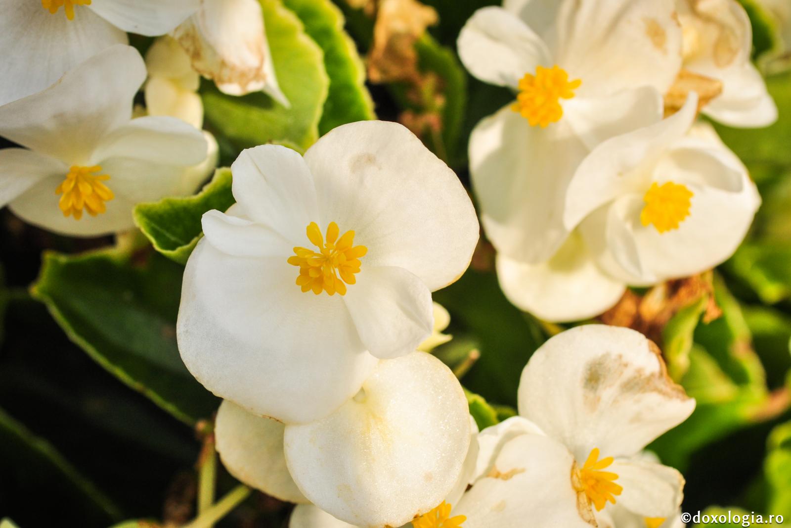 Fii precum grădinarul!