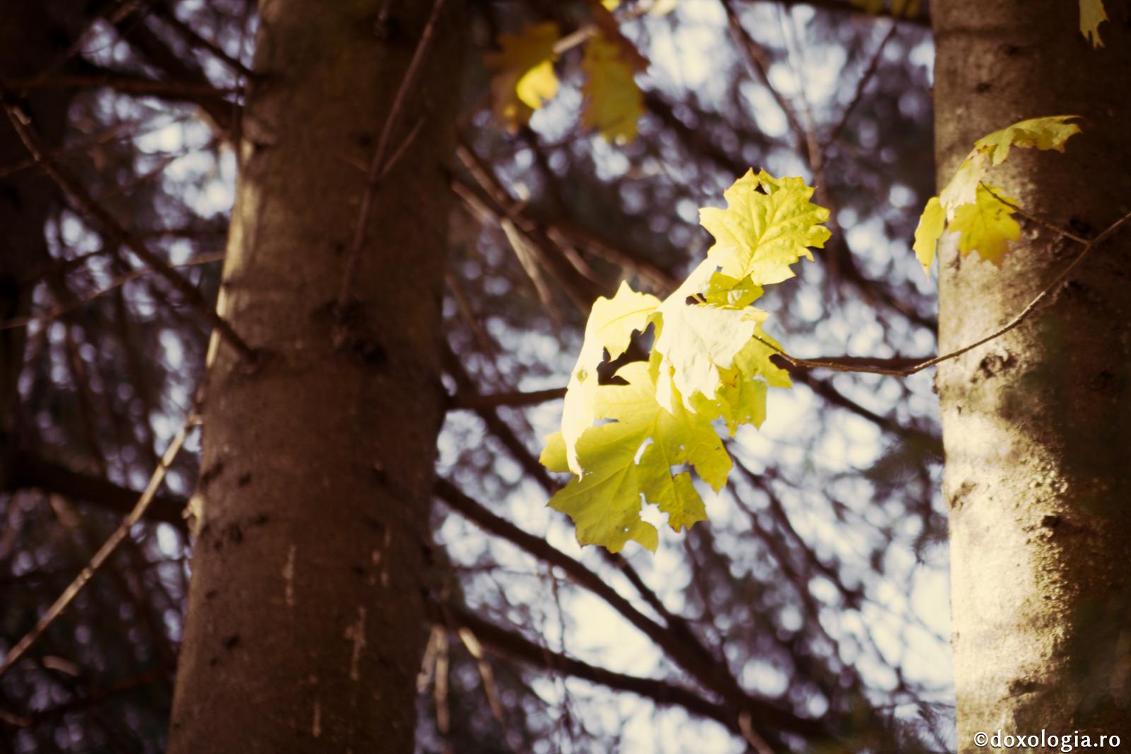Eu nu sunt decât o mică frunză