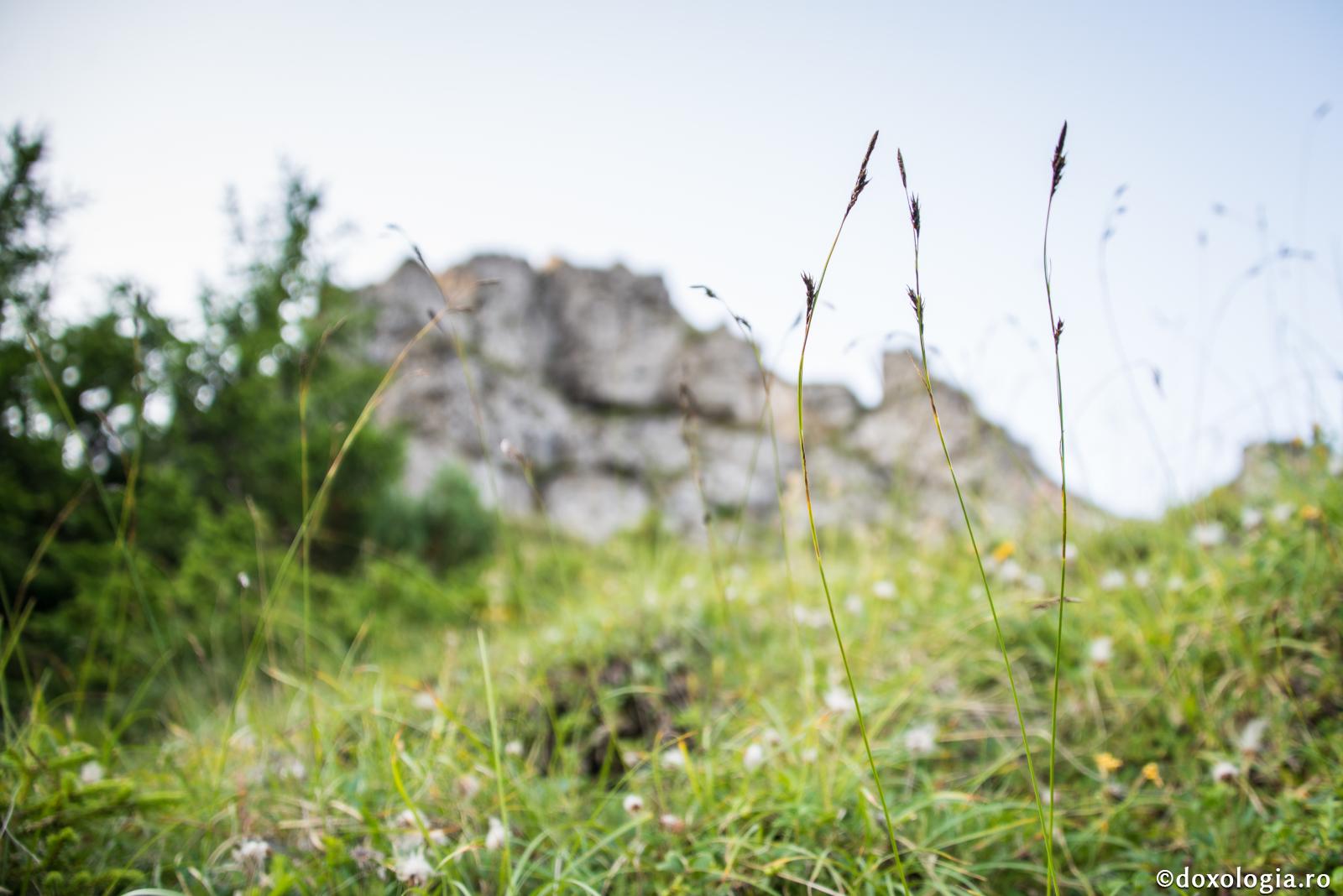 Patimile se dezrădăcinează ușor cât sunt fragede