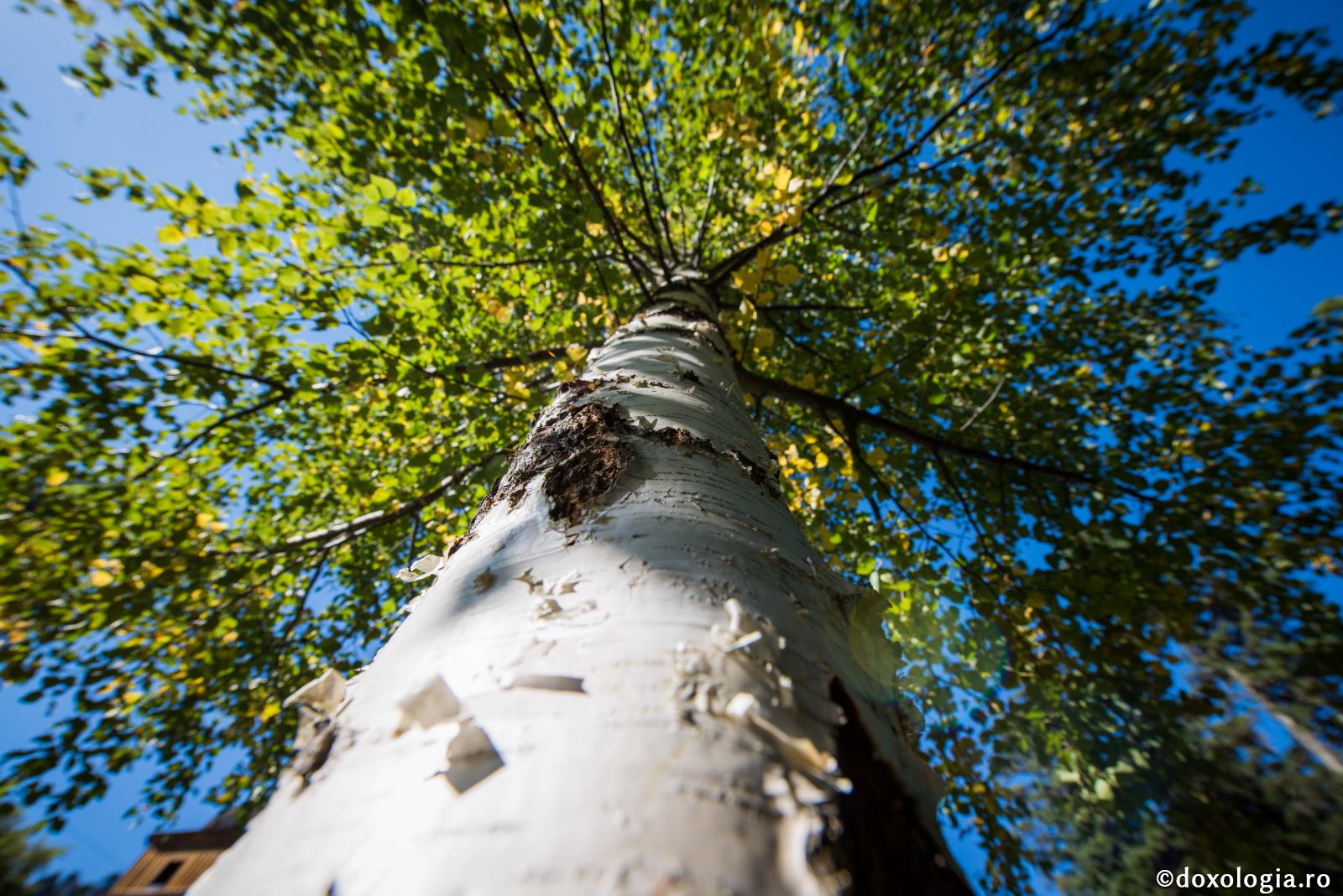 Oamenii și copacii ce urcă spre cer