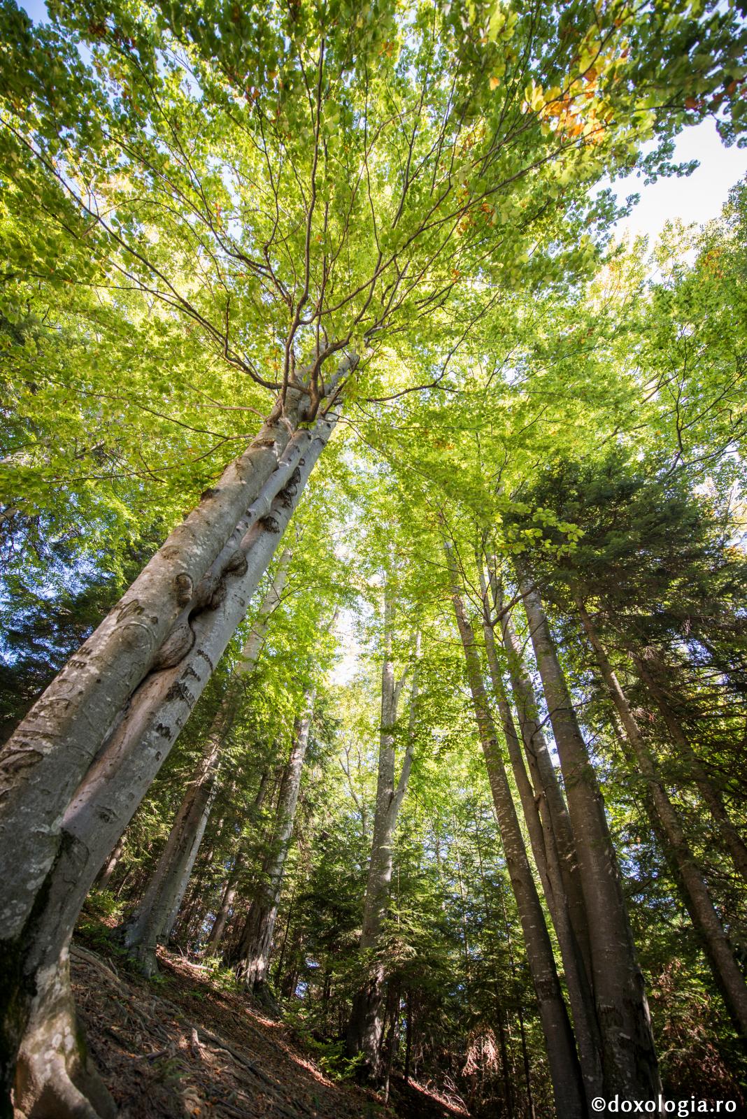 Dumnezeu ne-a dăruit toate...