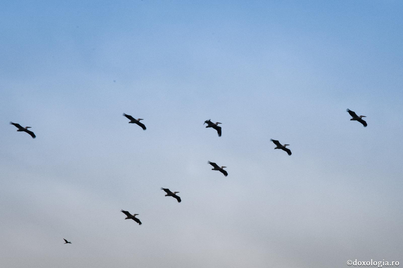 berze în zbor