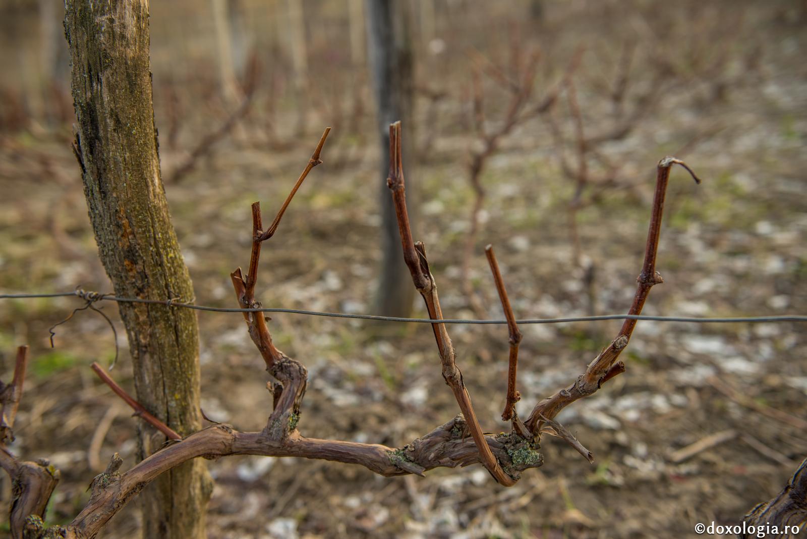 Cârceii viţei de vie