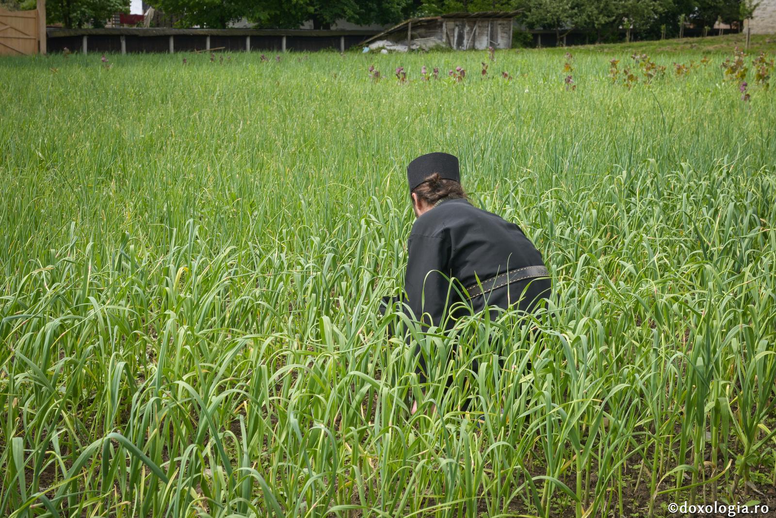 Povestea celor trei sâmbete