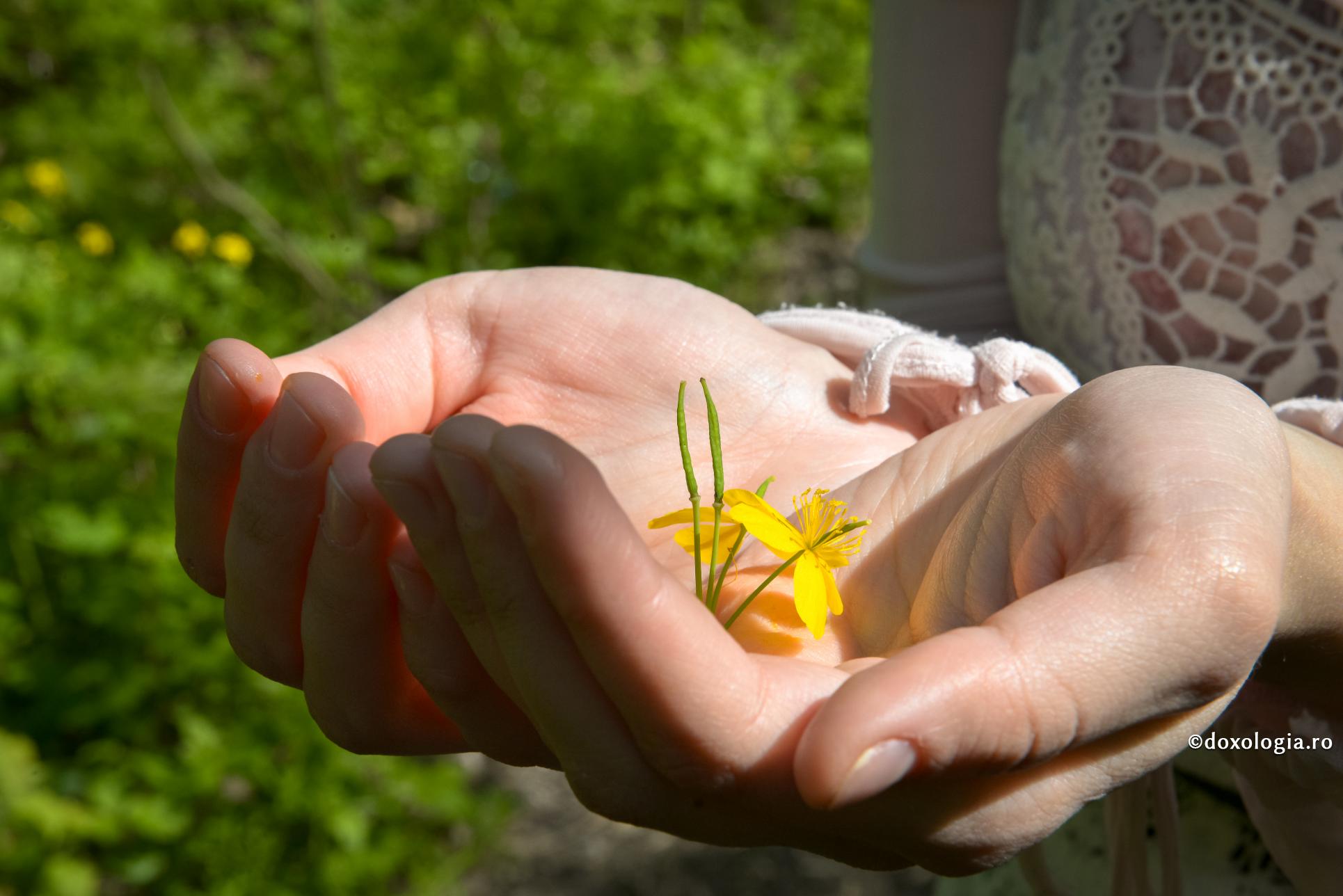 floare galbenă în palme