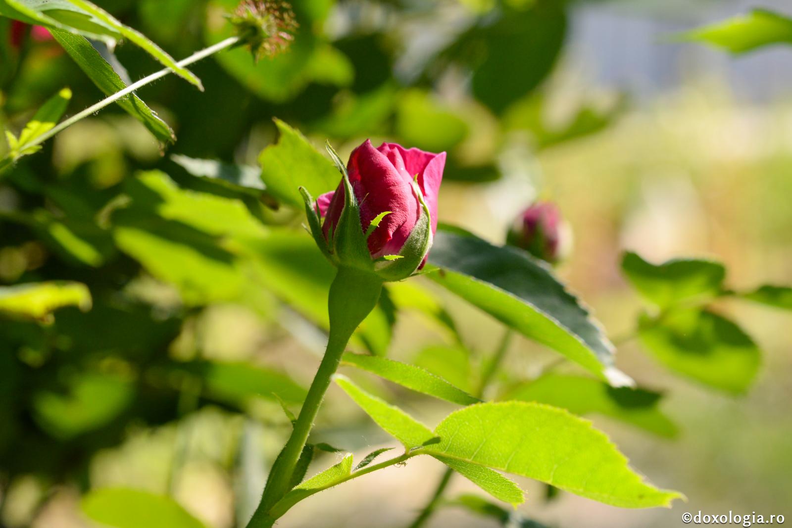Respiraţia şi viaţa