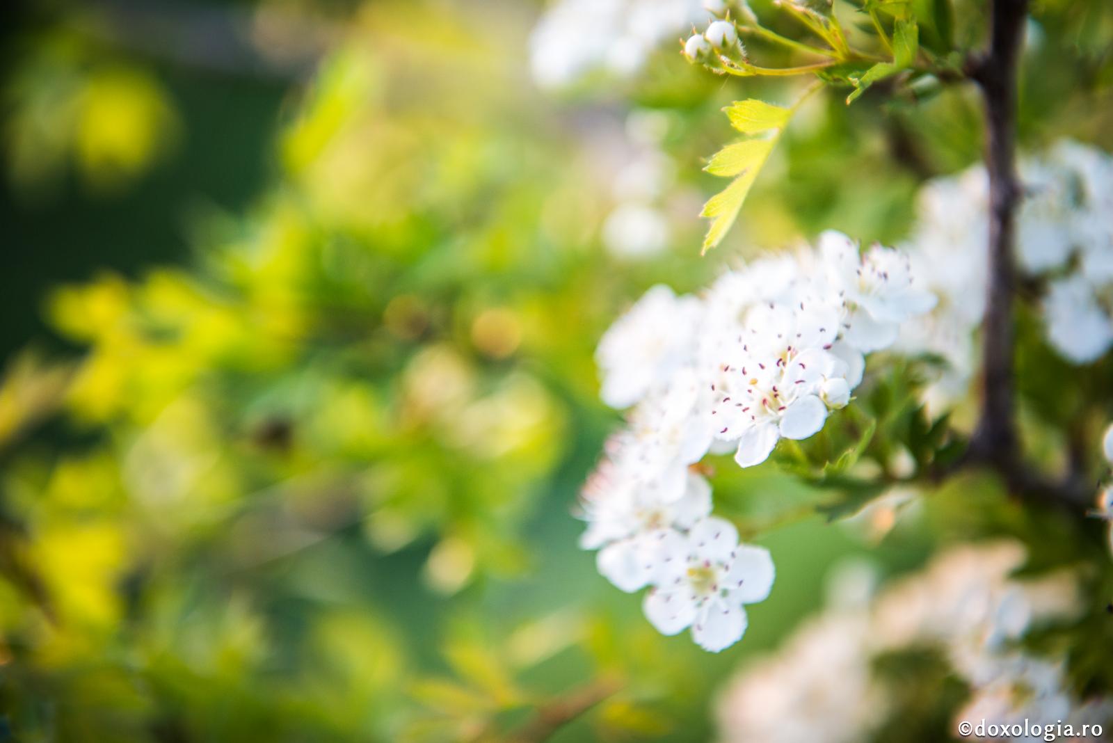 Pomul se cunoaşte după roadele sale