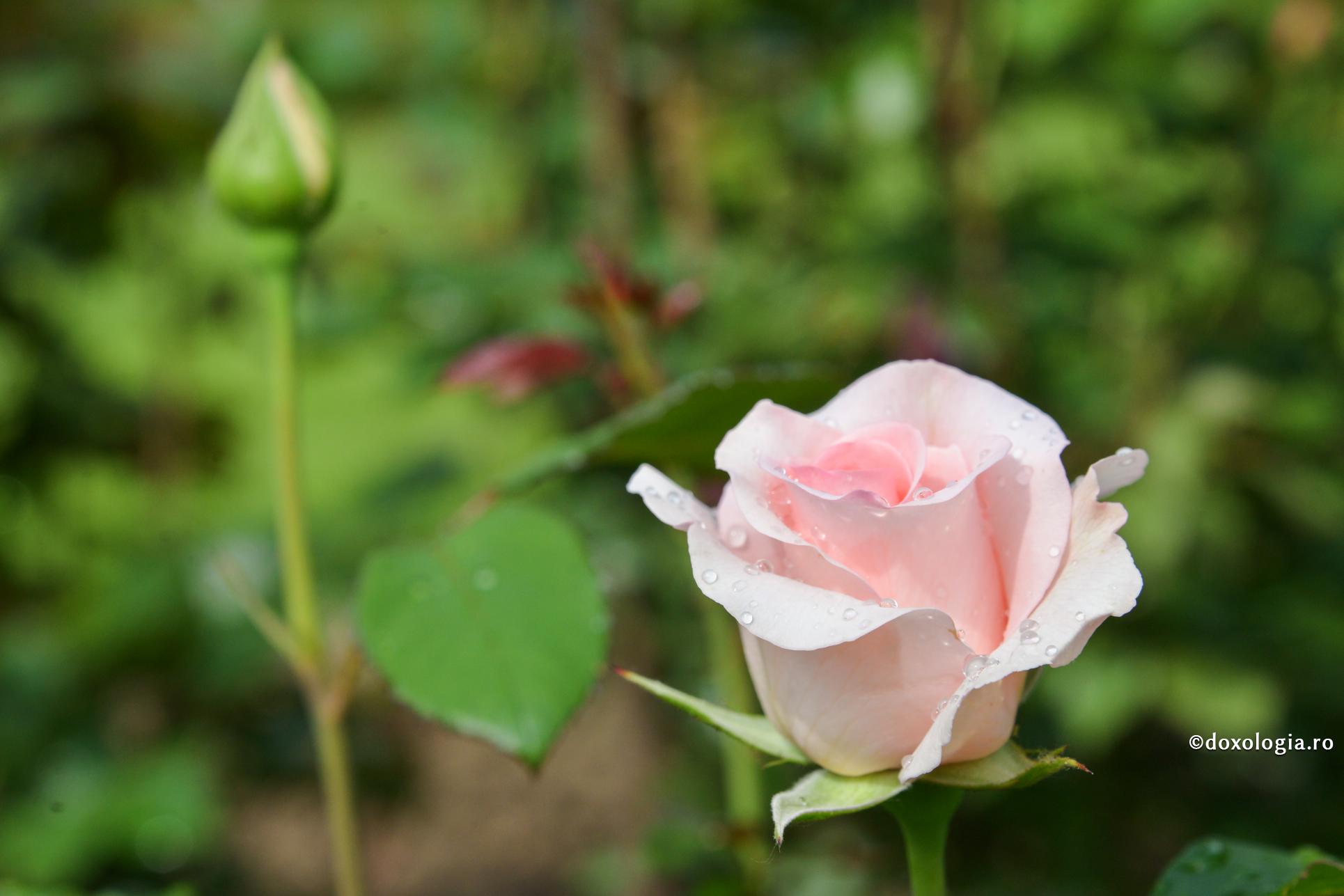 Mă doare, iar asta mă vindecă