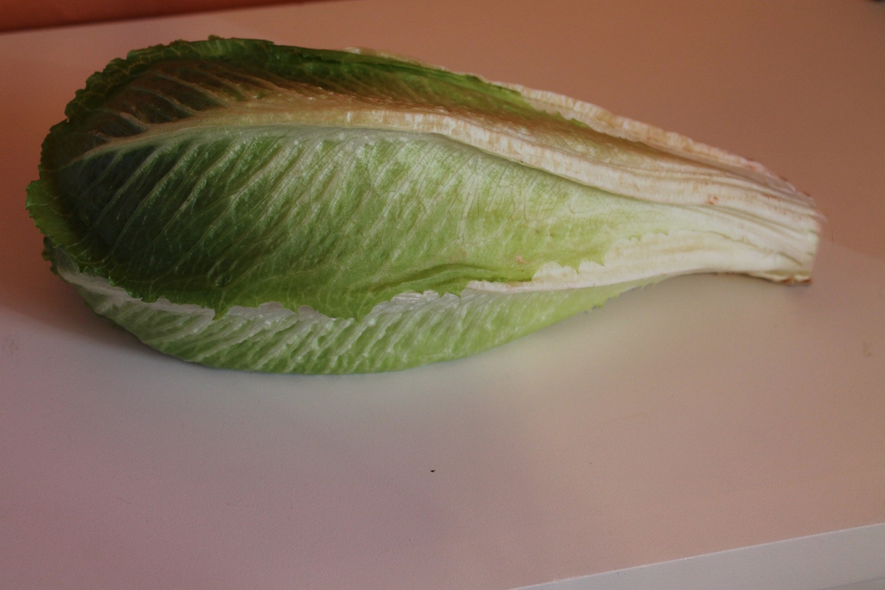 Andivele și beneficiile lor