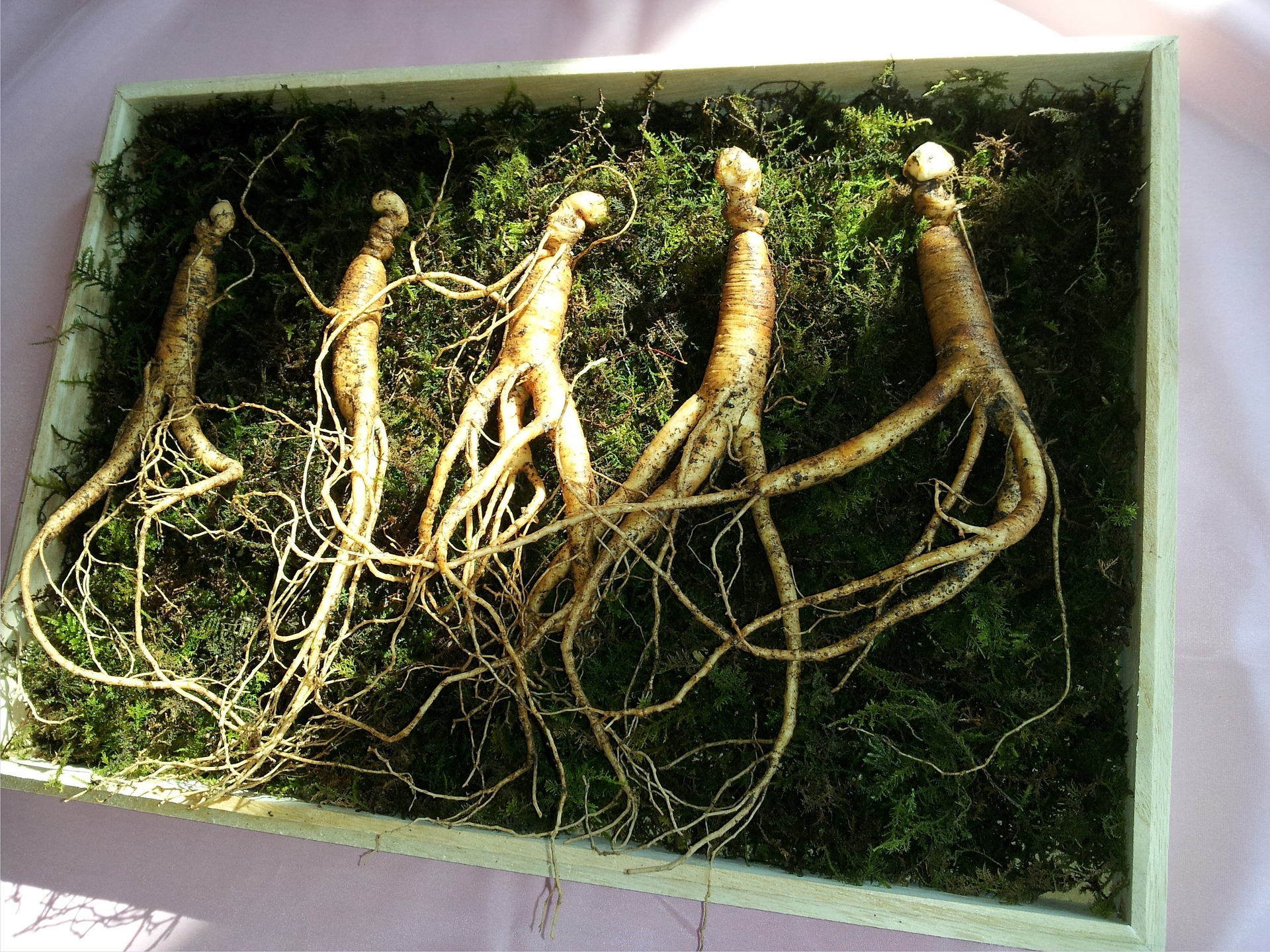 Cura cu ginseng pentru imunitate Cura cu ginseng pentru imunitate