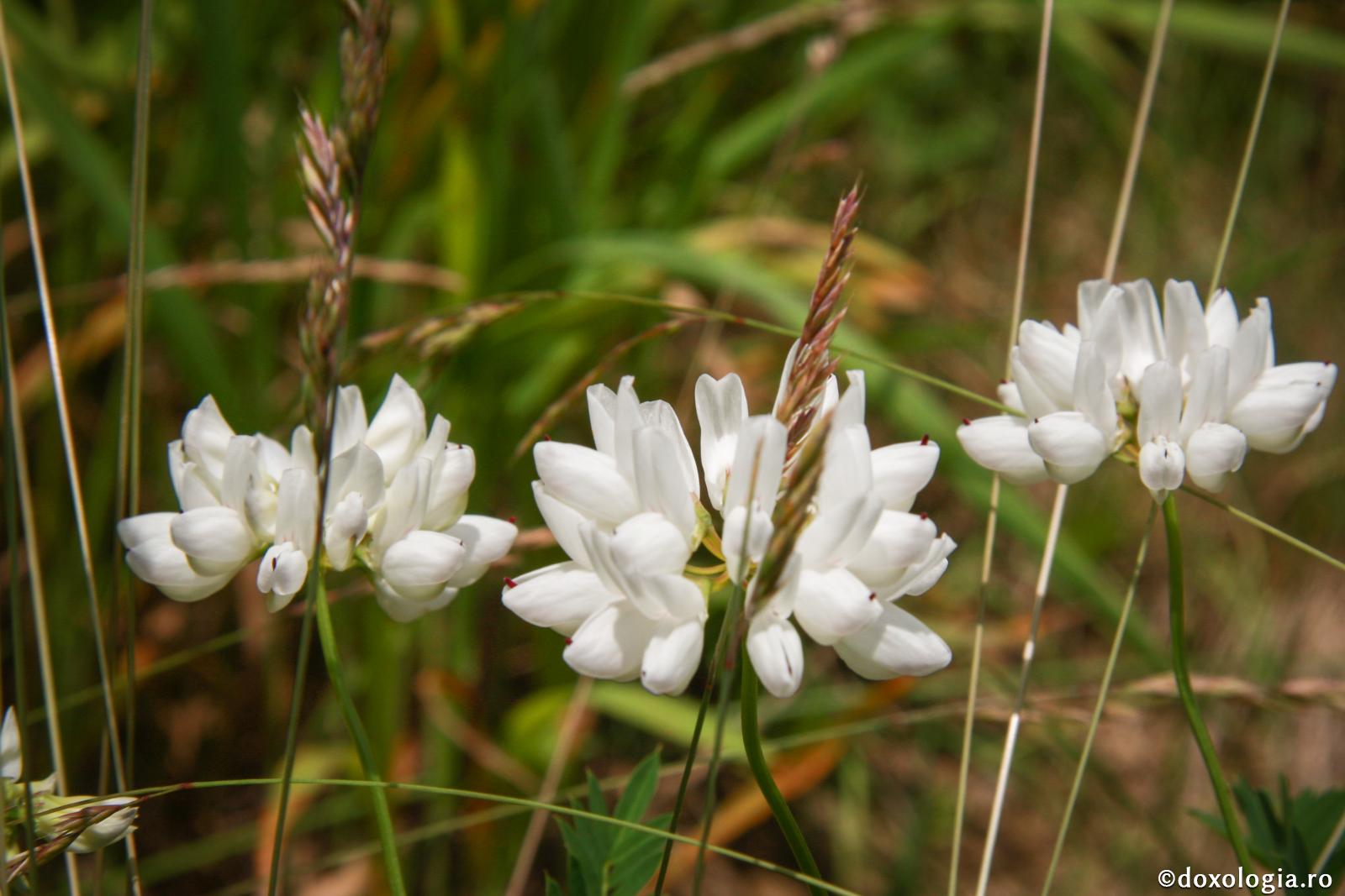 Nu câștigi nimic cu asprimea