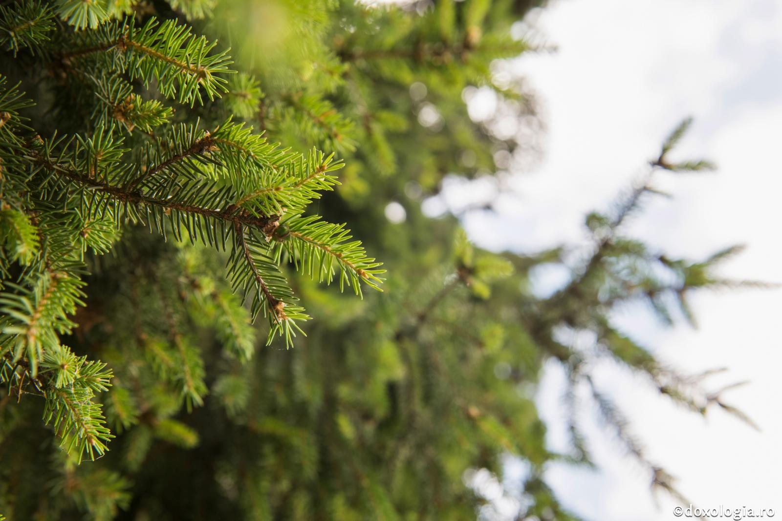 Raiul îl înțelegem și trupește, dar îl tâlcuim și duhovnicește