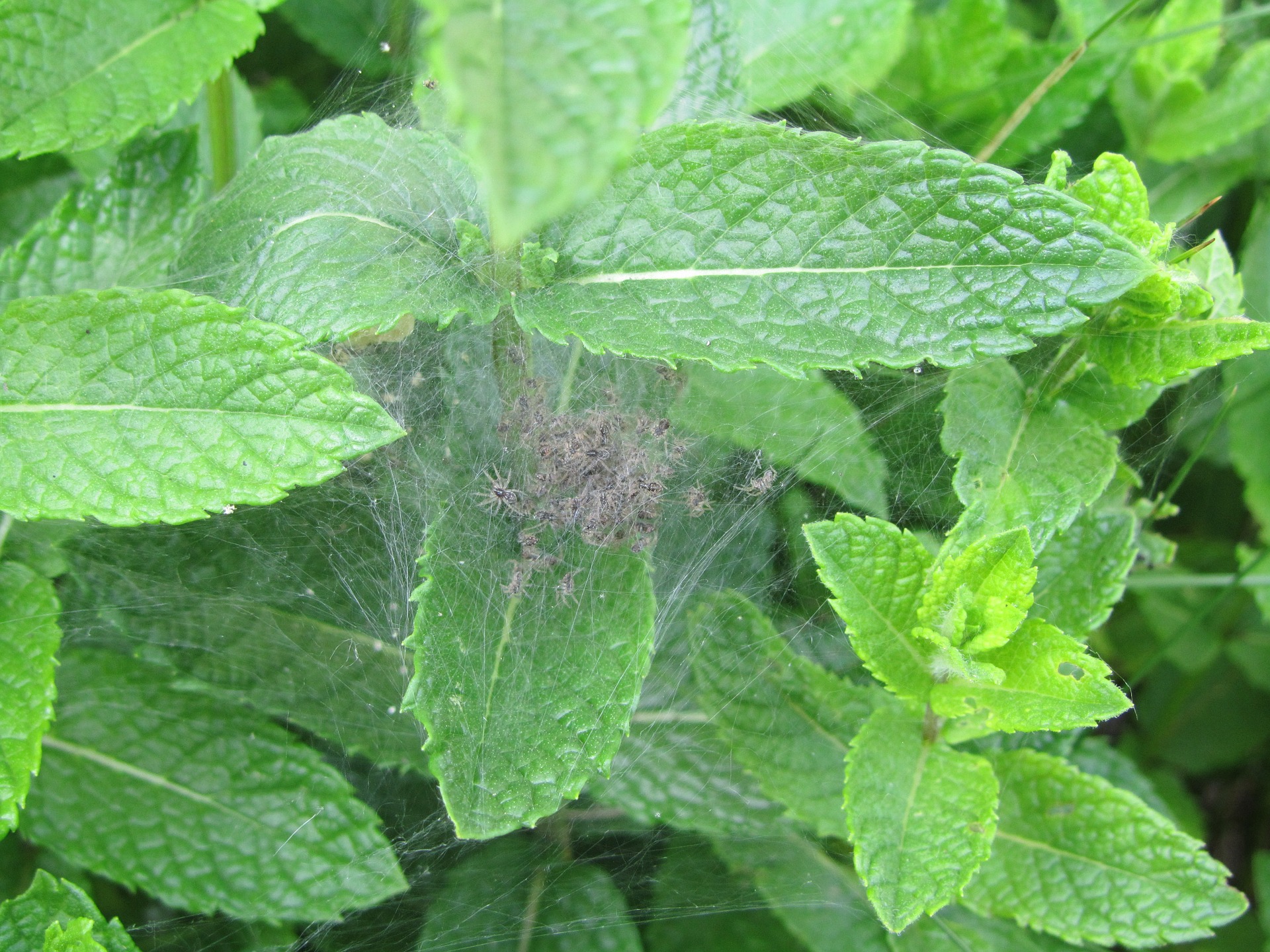 Patru remedii pentru hiperhidroză