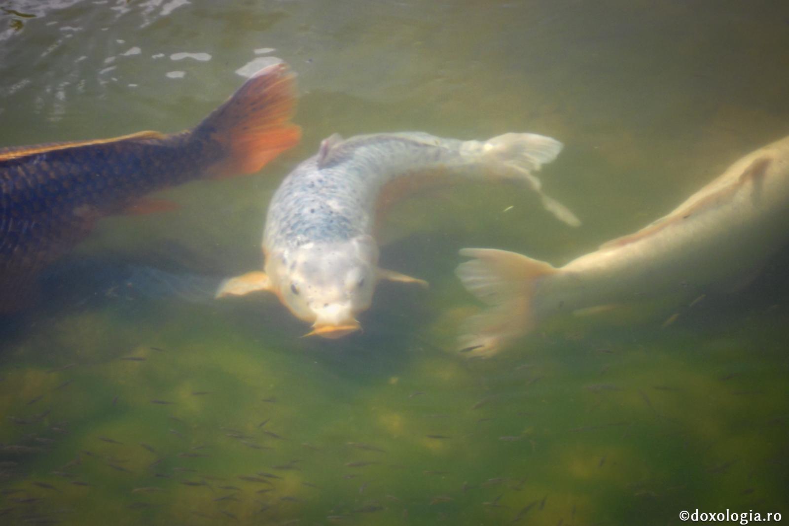 Nefericită soarta celor pe care Cuvântul lui Dumnezeu i-a lipsit de numele de oameni şi i-a coborât la numele de necuvântătoare