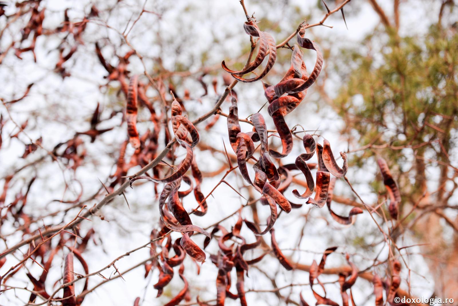 Care sunt patimile sufleteşti și trupeşti – Sfântul Ioan Damaschin