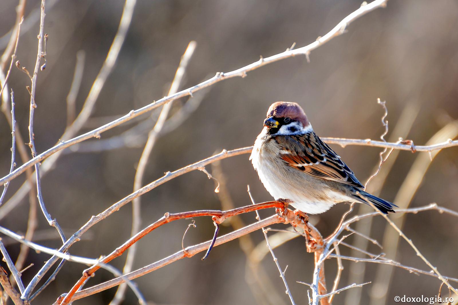 Pulsul vieții se ia în natură ‒ confortul citadin ne anesteziază