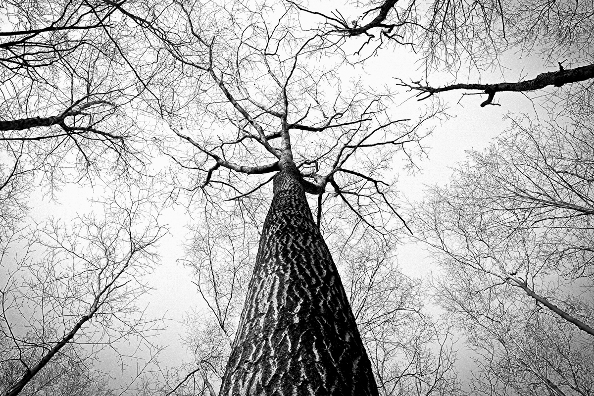 Mândria și slava deșartă