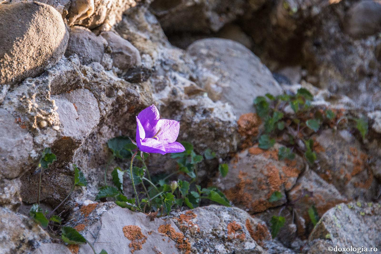 Rămâi întărit în necazuri