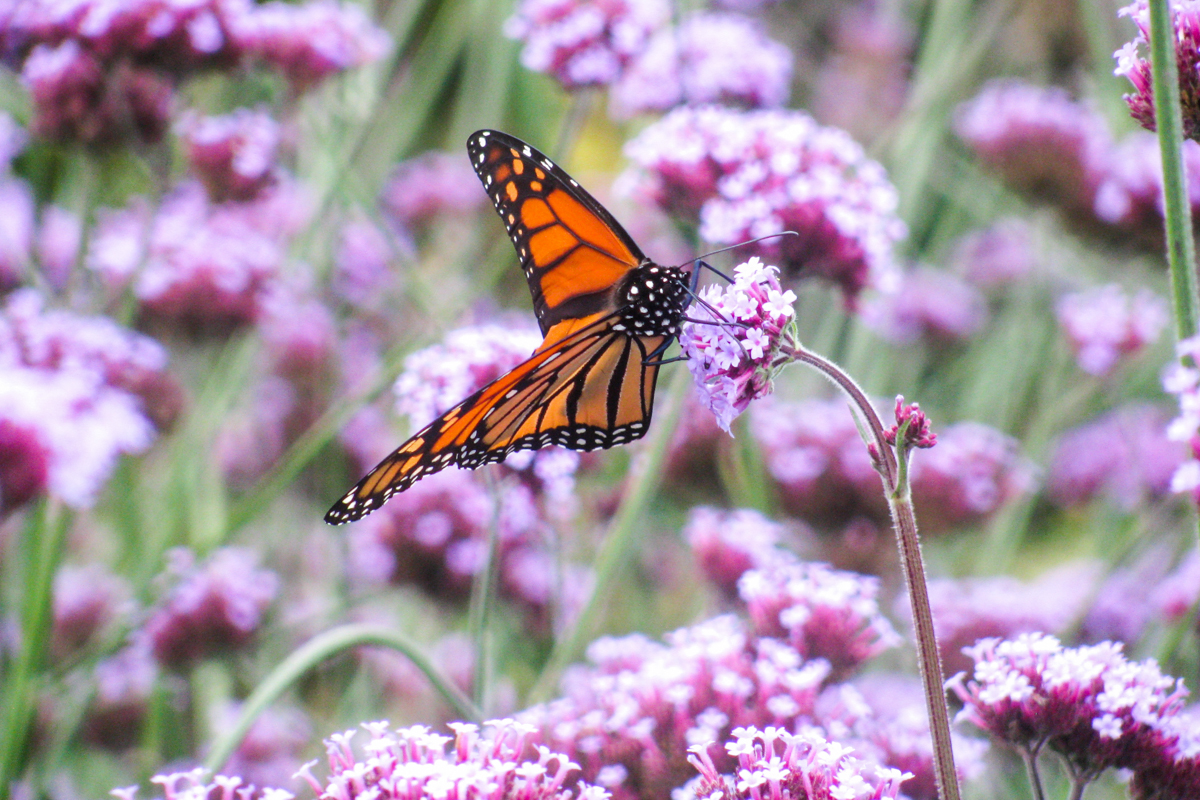 De ce Dumnezeu îngăduie încercările?