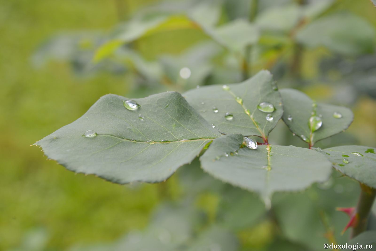 Cuvintele rugăciunii sunt asemenea ploii