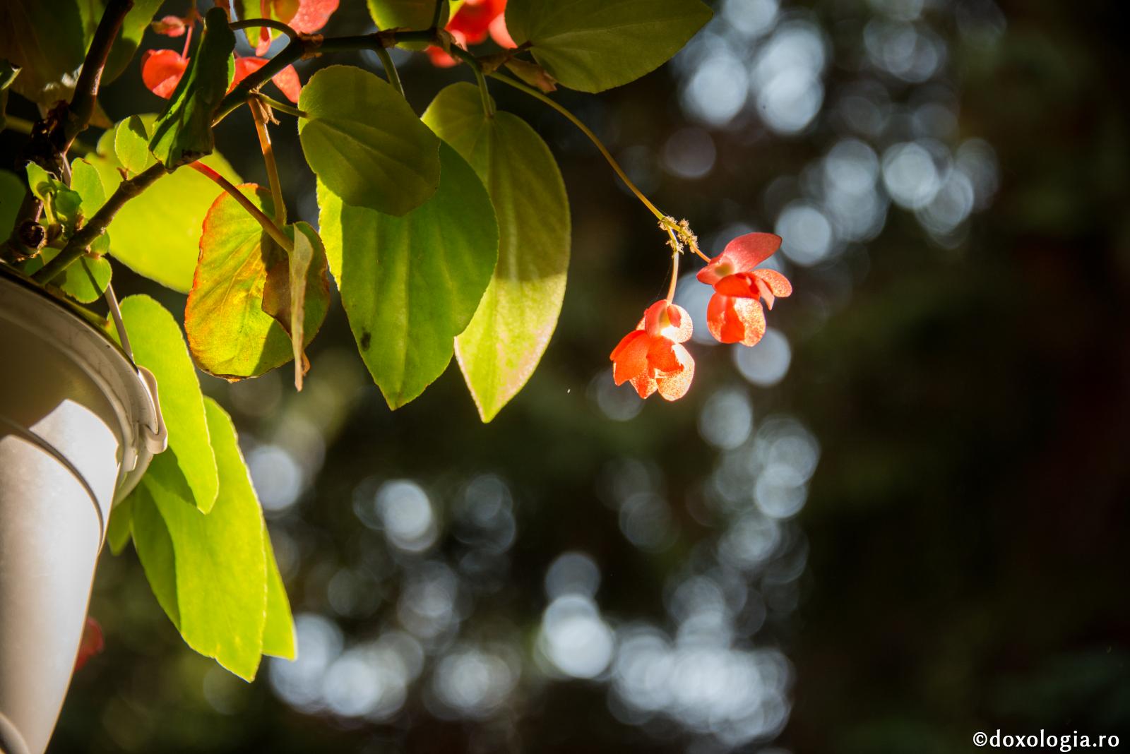 Cu credinţă, mi-ai înnoit inima secătuită!
