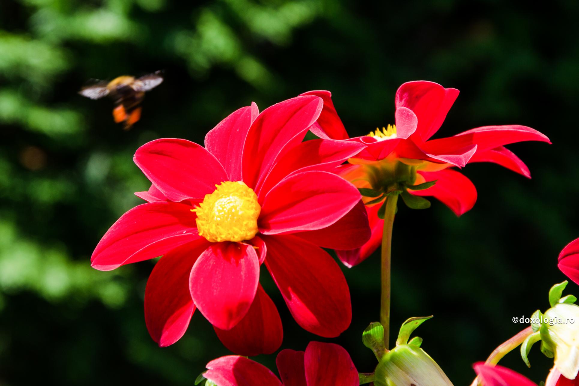 „Să învățăm să compătimim, să învățăm să fim mângâietori!”