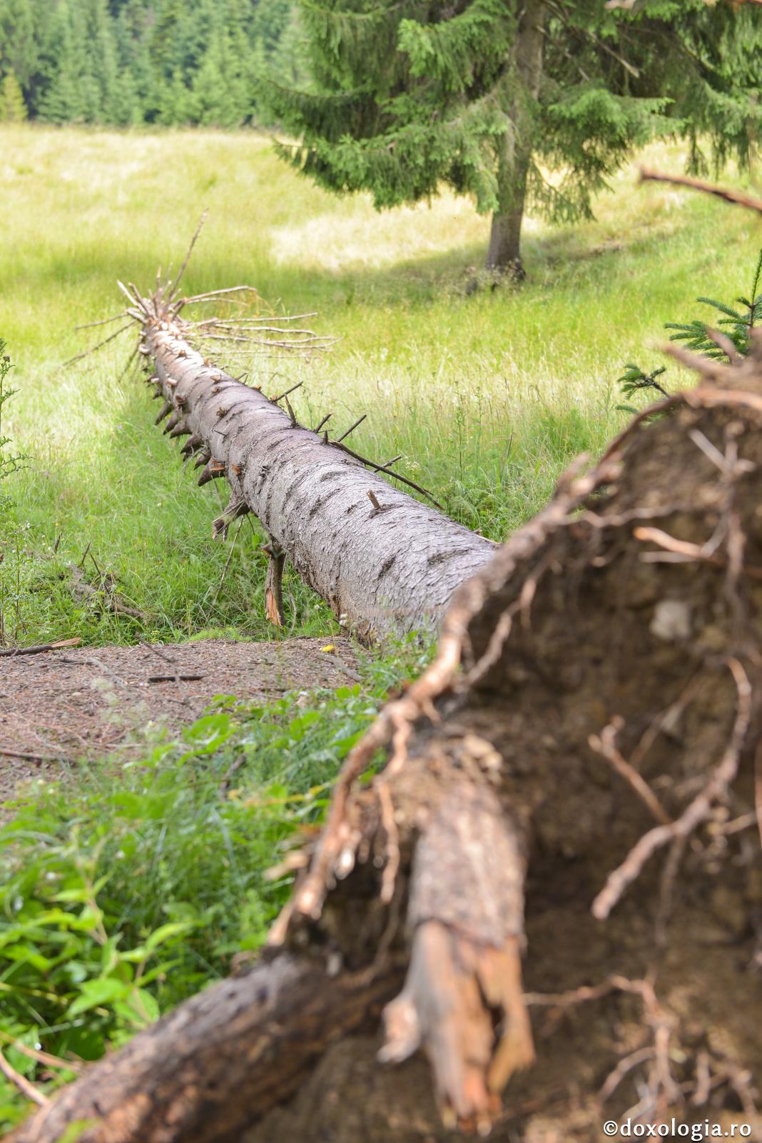 Nu doar ramurile, ci și rădăcina
