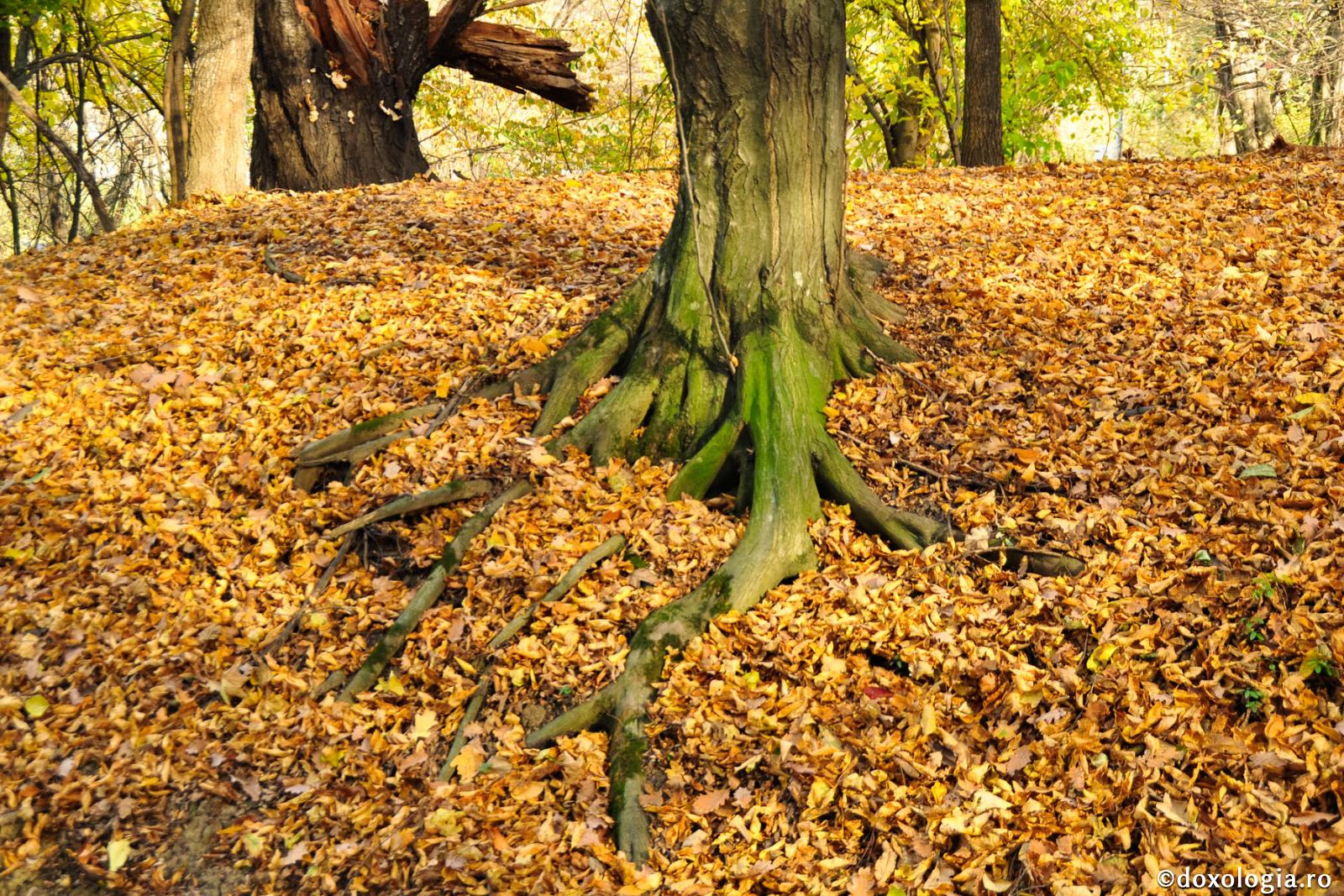 Avem nevoie de răbdare...