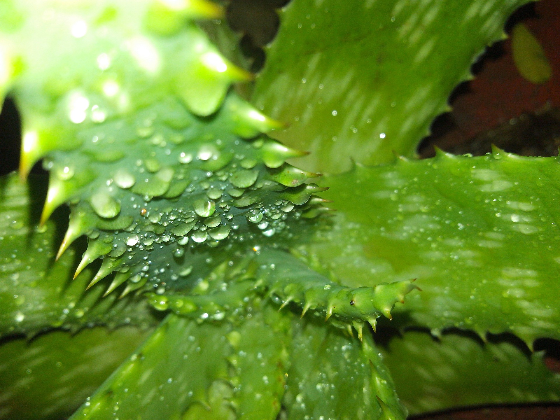 Remediu indian pentru energizarea organismului Remediu indian pentru energizarea organismului