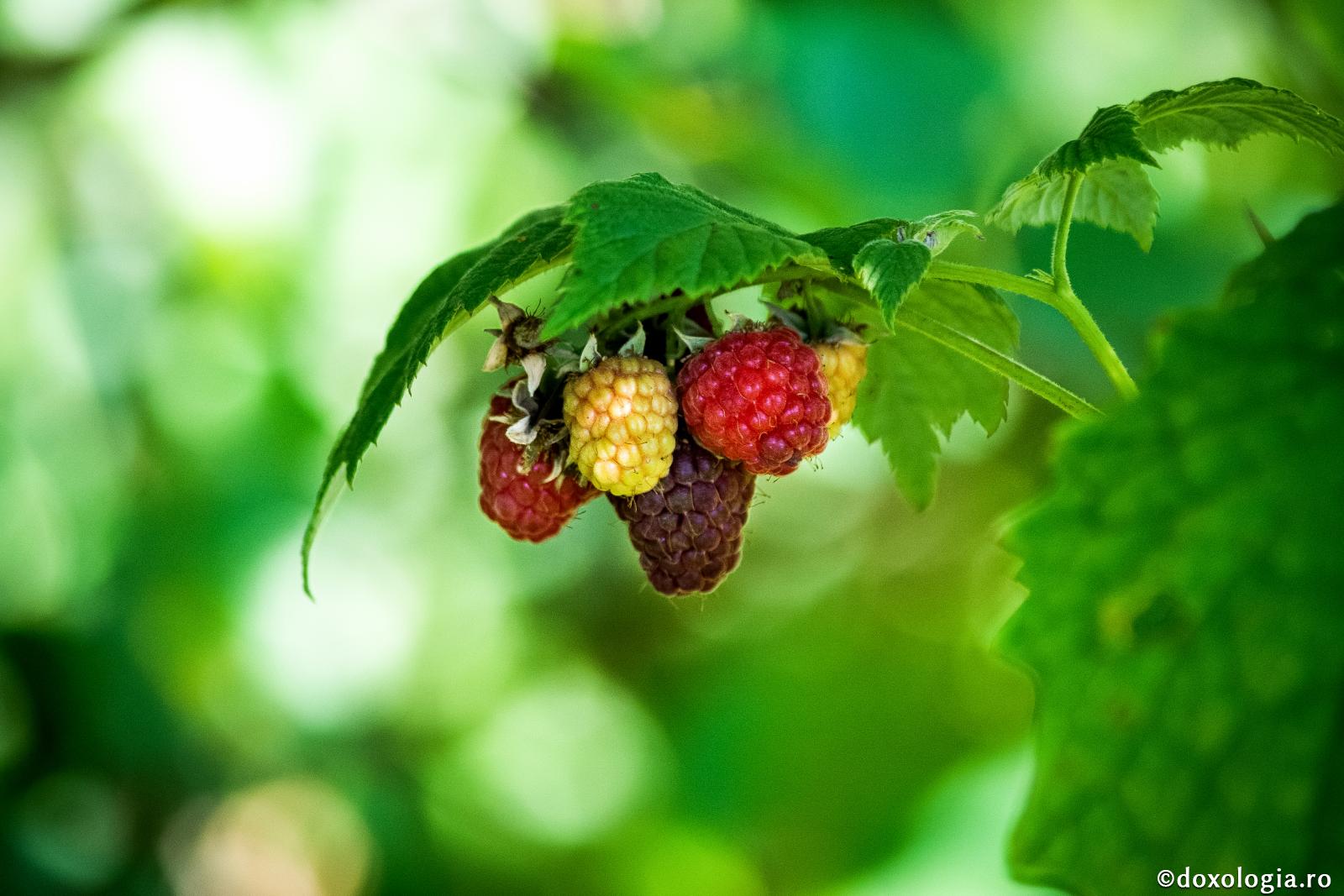 Împodobit cu postul...
