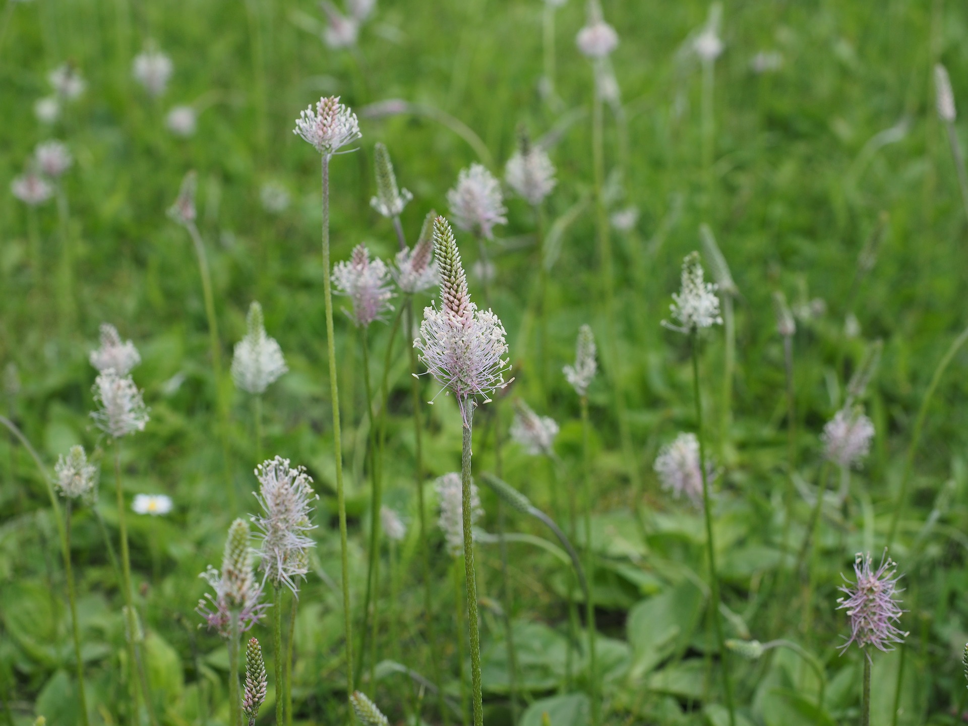 Tratați bronșita cu sirop de pătlagină