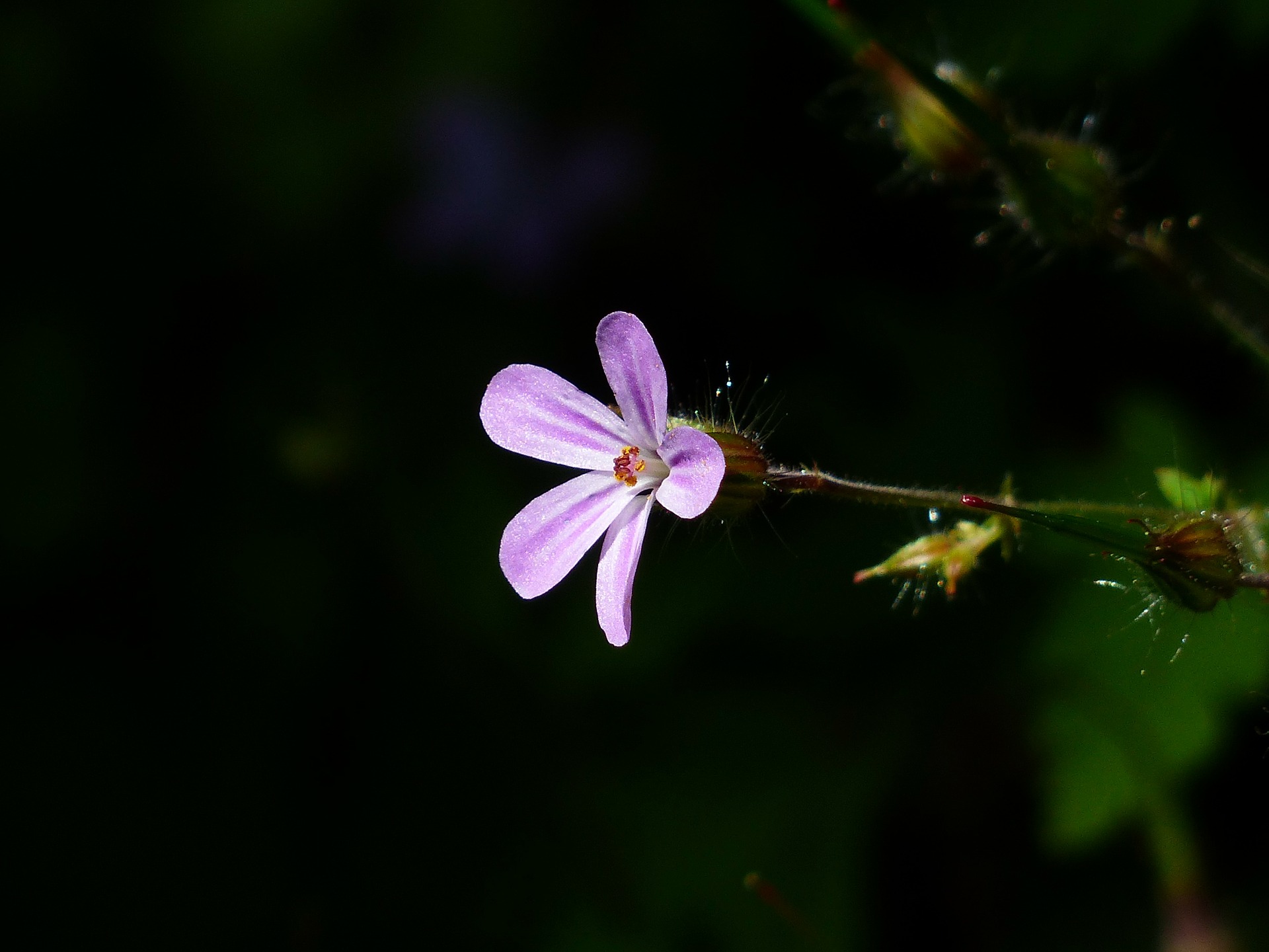 Vinul de năpraznic alungă depresia