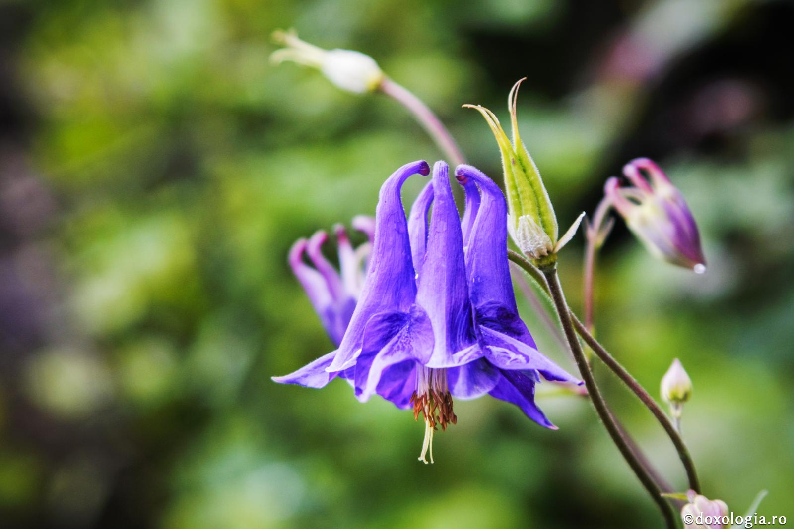 Frumusețea este trecătoare