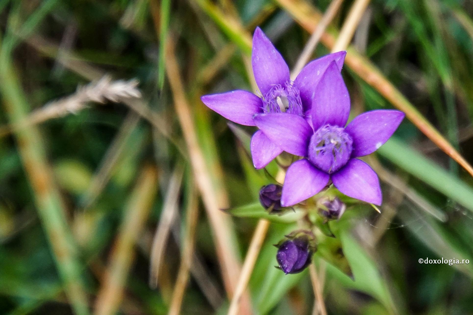 Doar ceea ce pleacă din suflet ajunge la alte suflete