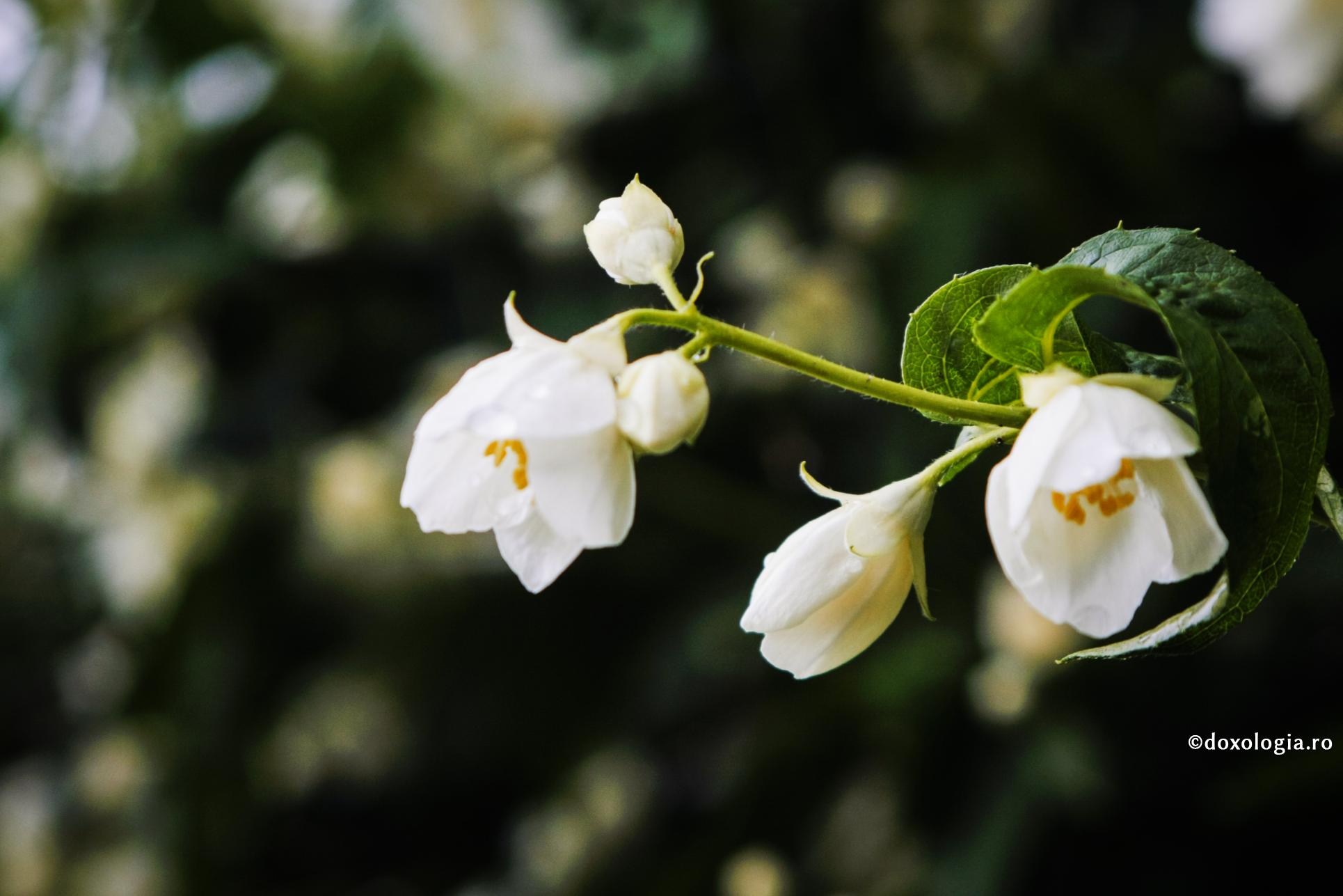 Cancerul m-a învățat să trăiesc