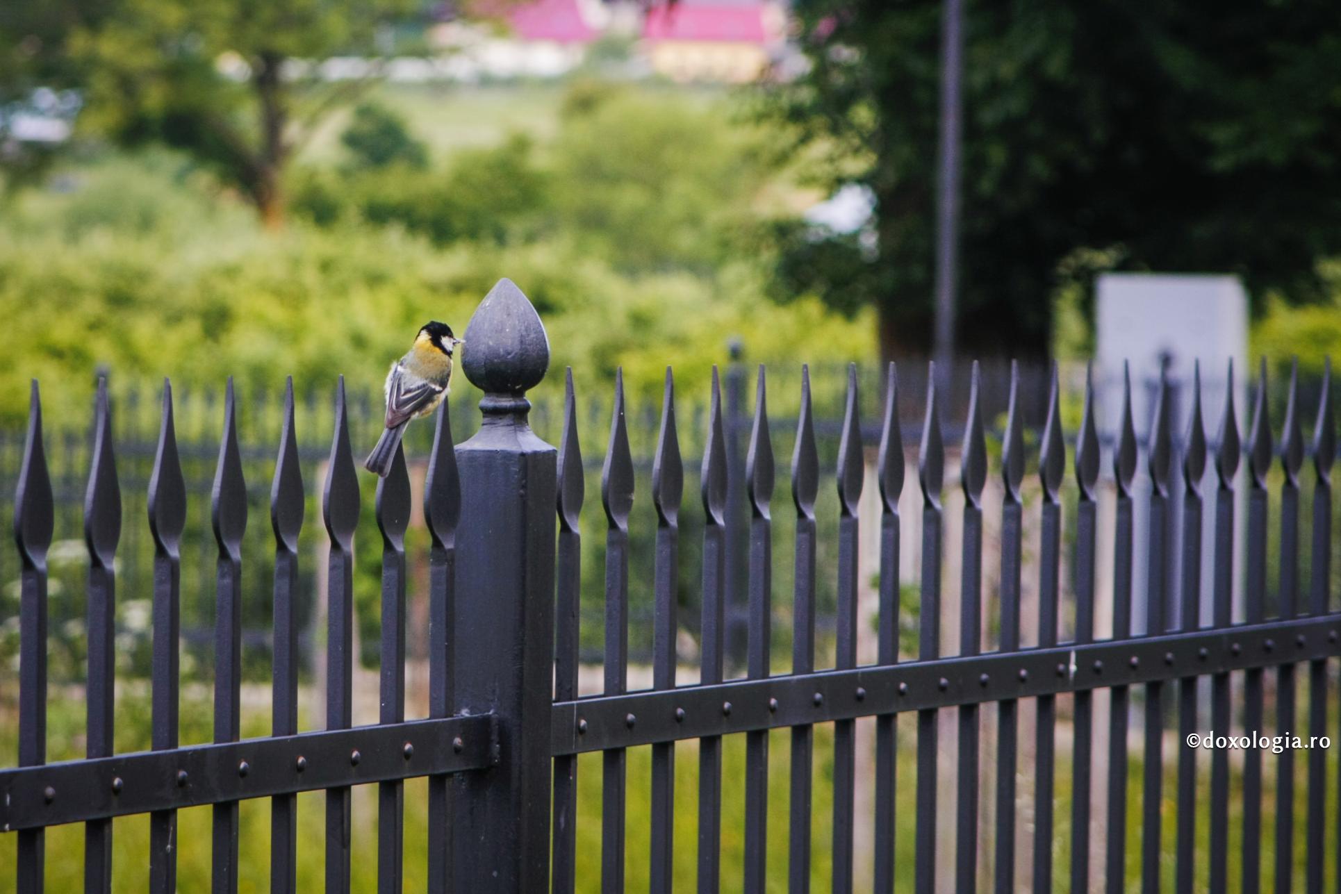 Tratament și vindecare pentru gândurile rele
