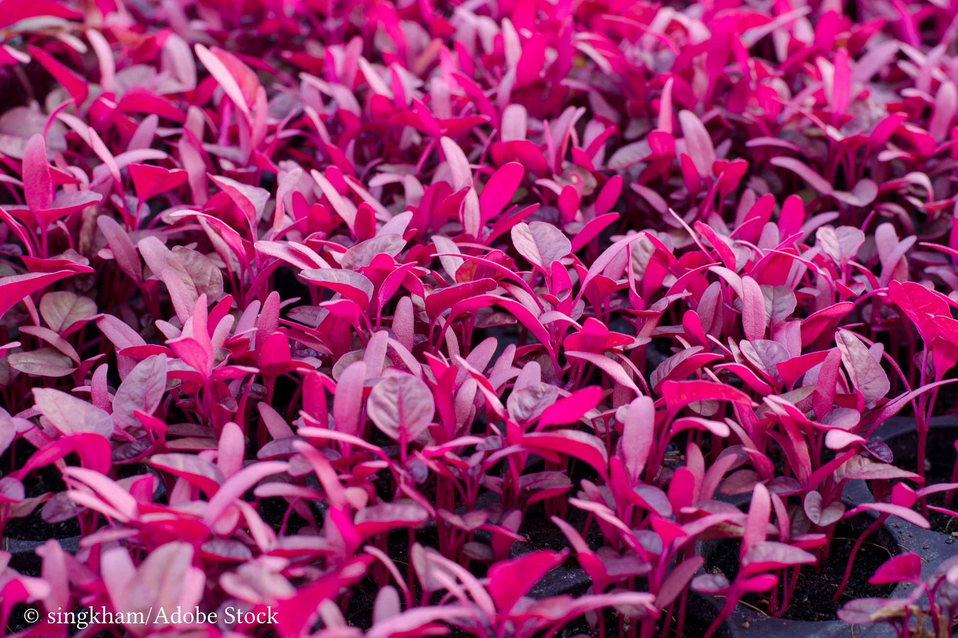 Despre lobodă Despre lobodă