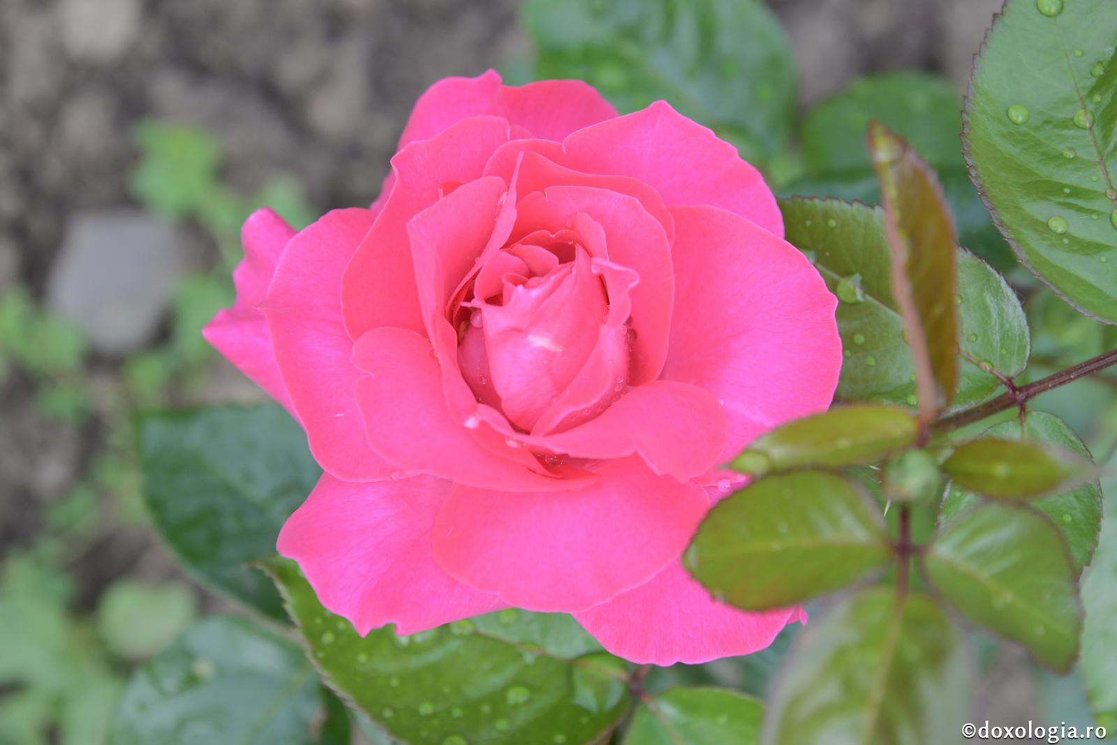 Conștiința, gândul lui Dumnezeu din om