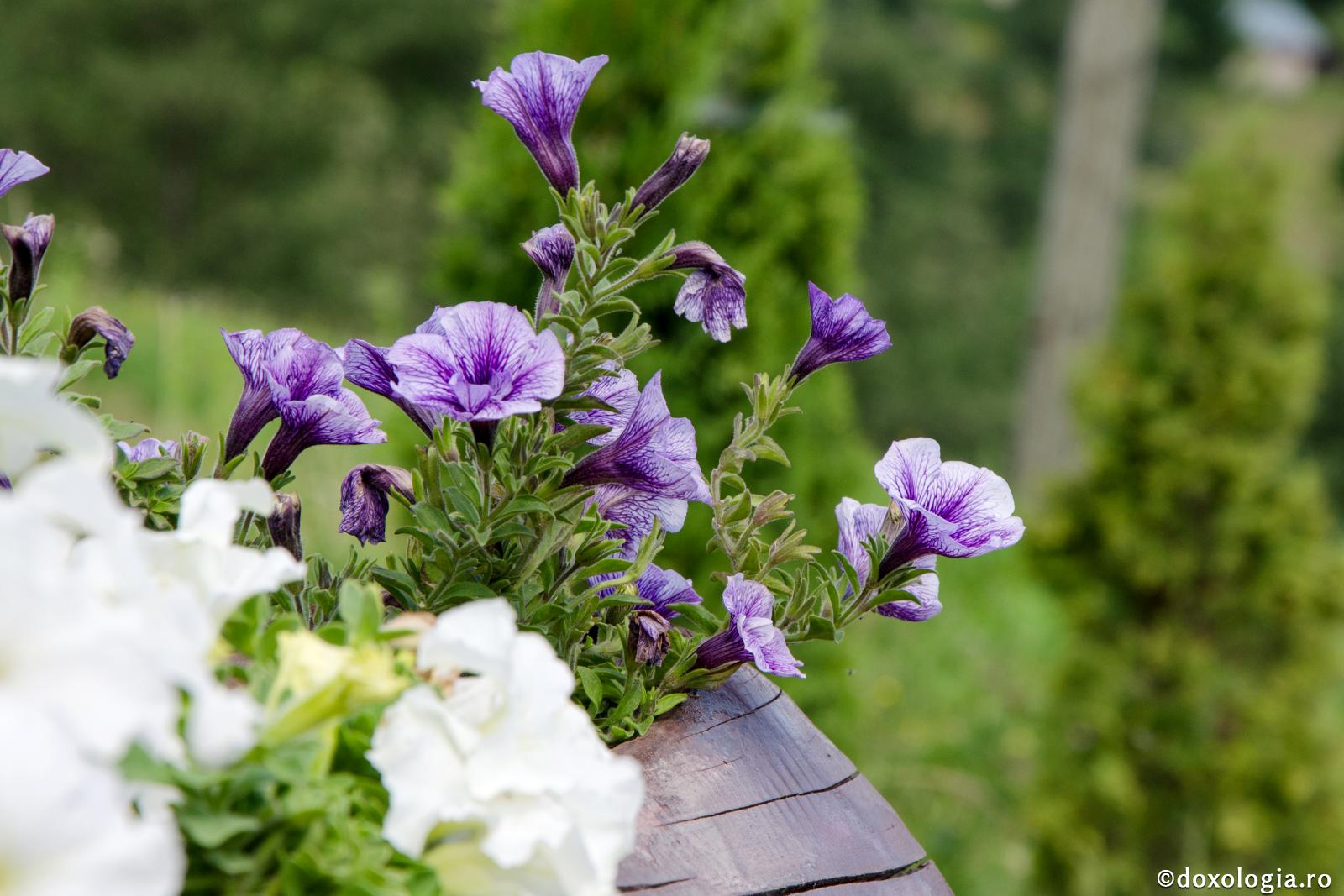 Bucuraţi-vă pentru că aveţi pe Domnul!
