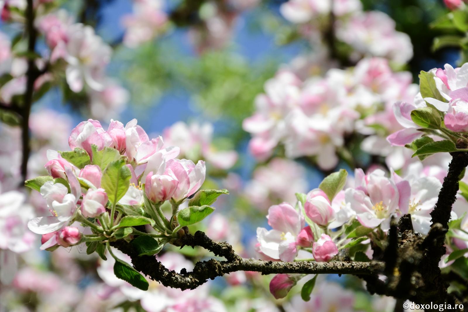 Fii mlădiță roditoare!