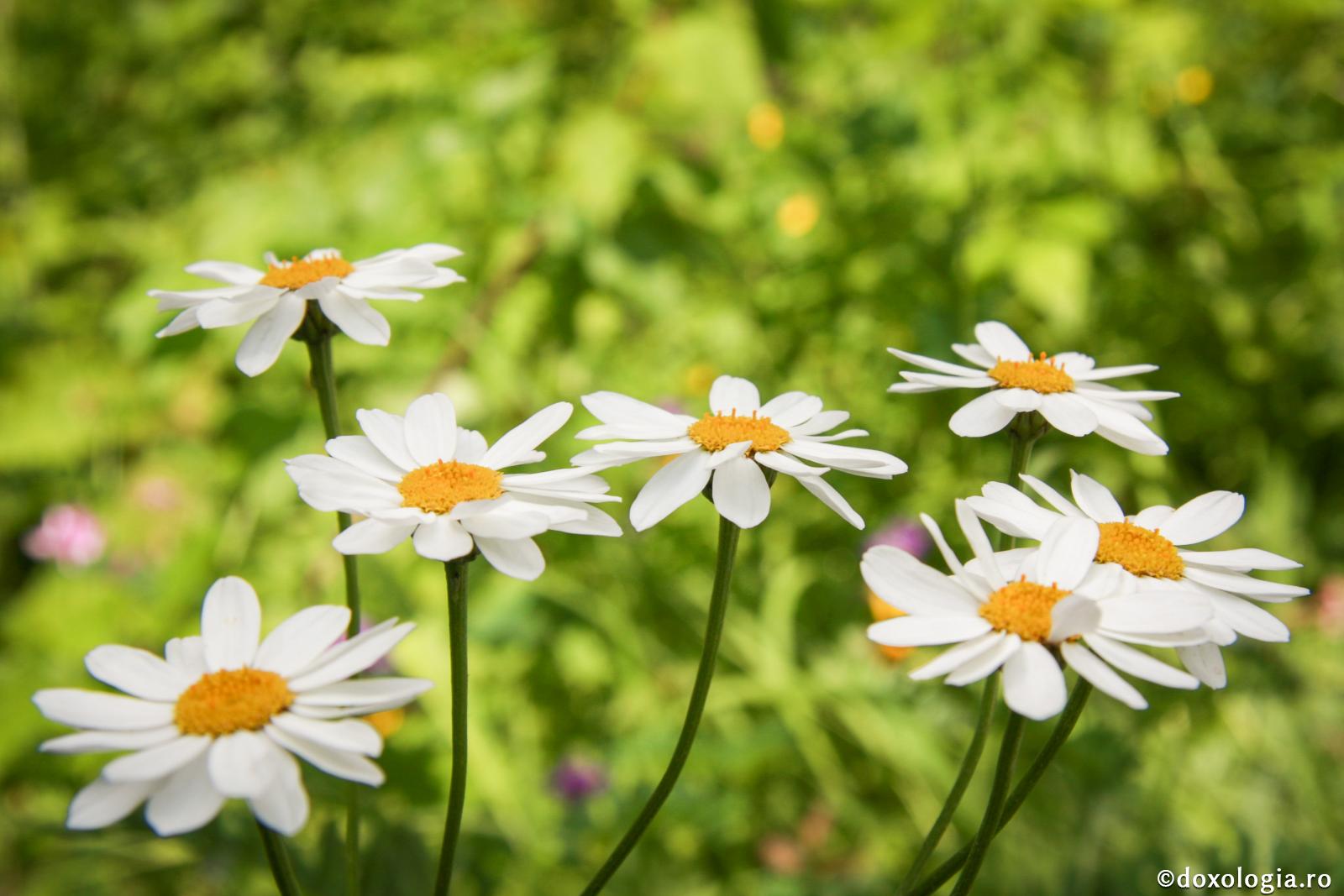 Amenințarea murdăriei și a nepăsării din viața noastră