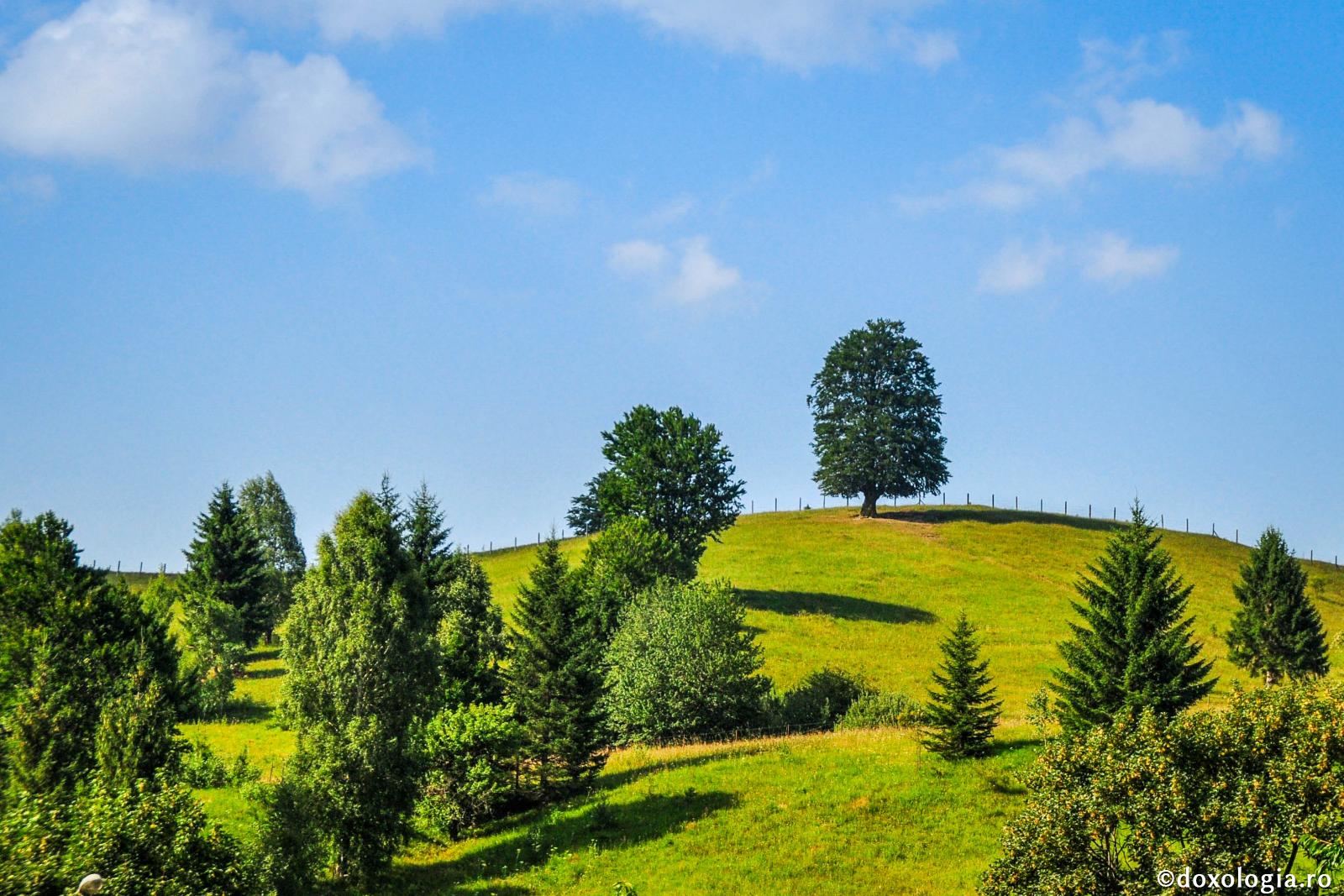 O căprioară în paradisul pierdut - Mărturisire a Sfântului Iustin Popovici (2)