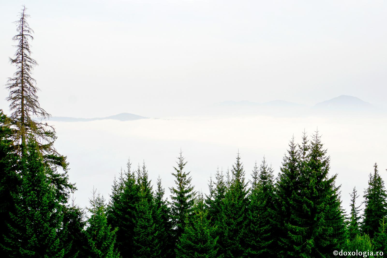 O căprioară în paradisul pierdut - Mărturisire a Sfântului Iustin Popovici (4)