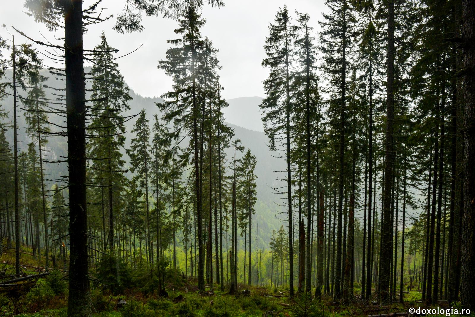 Nu poţi cunoaşte pomii altfel decât gustând din rodul lor