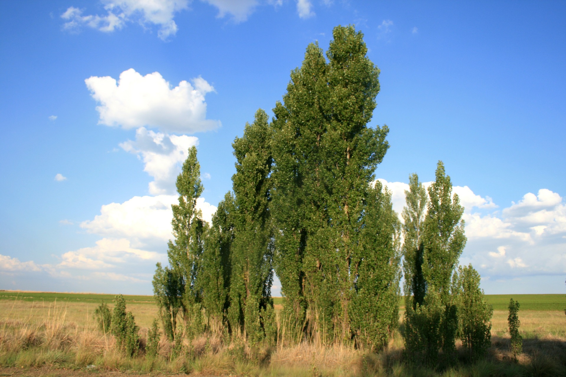 Recomandări pentru utilizarea „propolisului vegetal“ din muguri de plop Recomandări pentru utilizarea „propolisului vegetal“ din muguri de plop