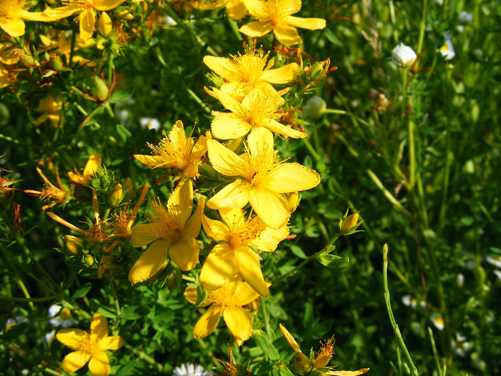 Cataplasmele cu herba de sunătoare calmează durerile nervului sciatic Cataplasmele cu herba de sunătoare calmează durerile nervului sciatic