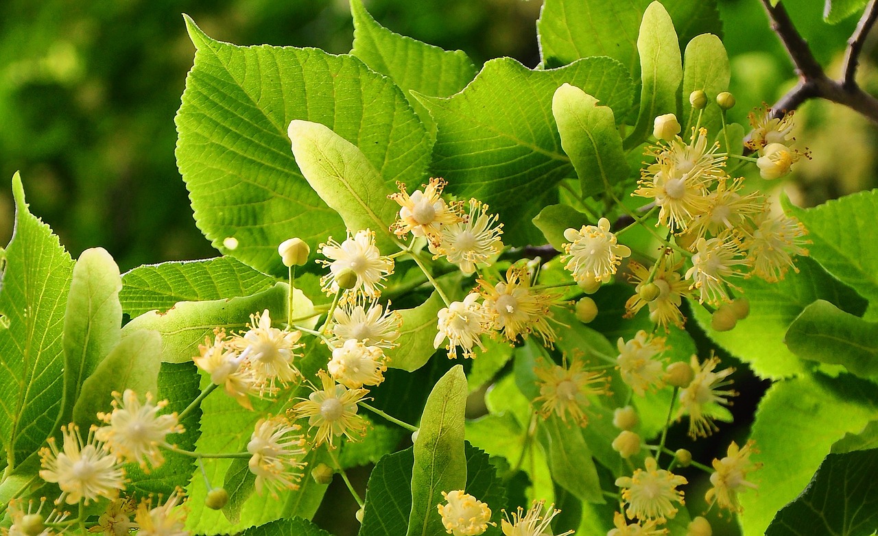 Infuzia din flori de tei, cel mai natural calmant Infuzia din flori de tei, cel mai natural calmant