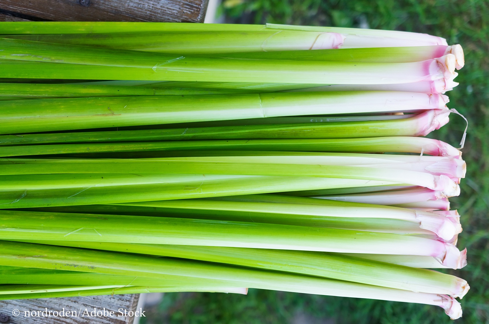 Maceratul de obligeană ajută normalizarea digestiei Maceratul de obligeană ajută normalizarea digestiei