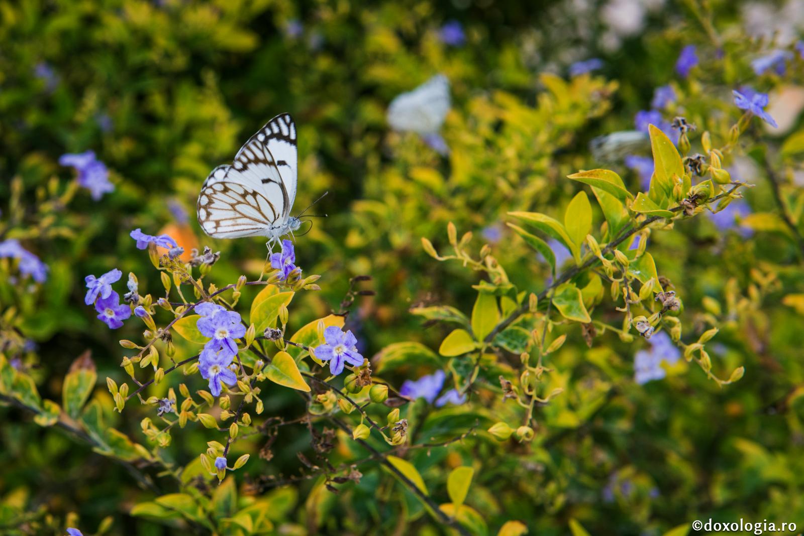 Frumusețea și bogăția lumii – declarație de dragoste pentru noi