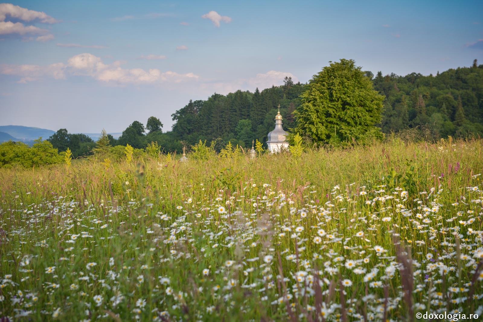 O scurtă economie din Cartea Facerii